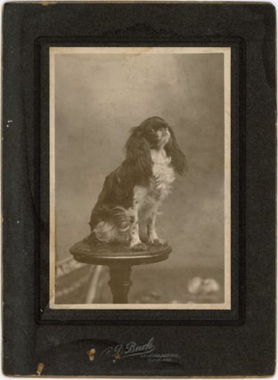 Item #1065 KING CHARLES SPANIEL DOG LARGE CABINET CARD PHOTO