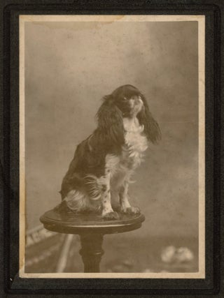 KING CHARLES SPANIEL DOG LARGE CABINET CARD PHOTO