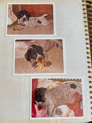 PRIZE WINNING BIRD DOG 1972 PHOTO ALBUM