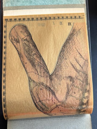 Baillière’s Synthetic Anatomy, 1928-30; Atlas of the Entire Human Anatomy, told in transparencies, in a series of bound portfolios