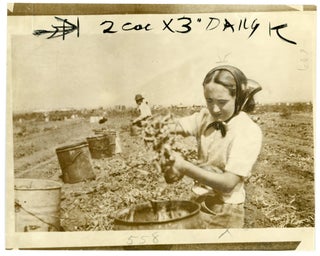 Item #241 CHILD FARM LABOR CALIFORNIA PRESS PHOTO 1942 #3
