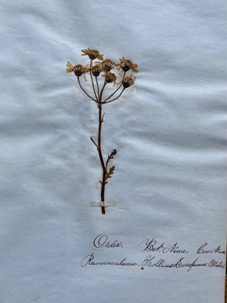 19th CENTURY HERBARIUM - PRESSED PLANT SPECIMANS SCRAPBOOK