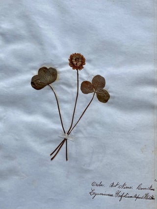 19th CENTURY HERBARIUM - PRESSED PLANT SPECIMANS SCRAPBOOK