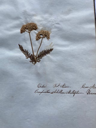 19th CENTURY HERBARIUM - PRESSED PLANT SPECIMANS SCRAPBOOK