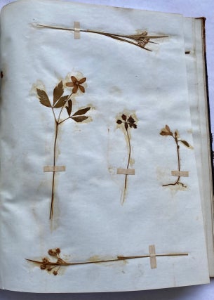 19th CENTURY HERBARIUM - PRESSED PLANT SPECIMANS SCRAPBOOK