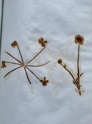 19th CENTURY HERBARIUM - PRESSED PLANT SPECIMANS SCRAPBOOK