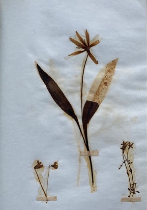 19th CENTURY HERBARIUM - PRESSED PLANT SPECIMANS SCRAPBOOK