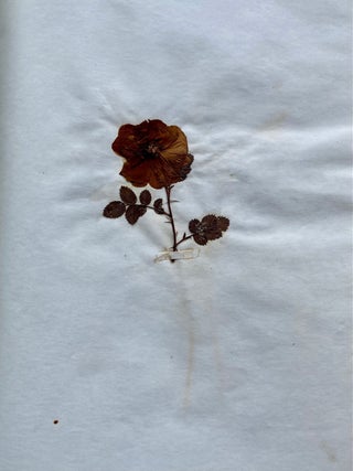 19th CENTURY HERBARIUM - PRESSED PLANT SPECIMANS SCRAPBOOK