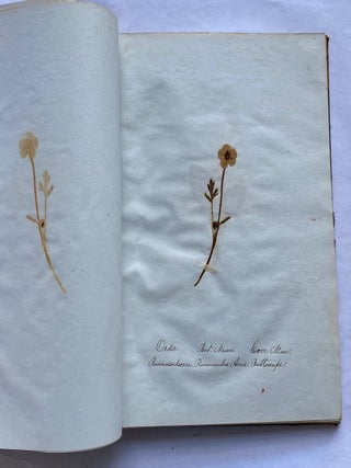 19th CENTURY HERBARIUM - PRESSED PLANT SPECIMANS SCRAPBOOK