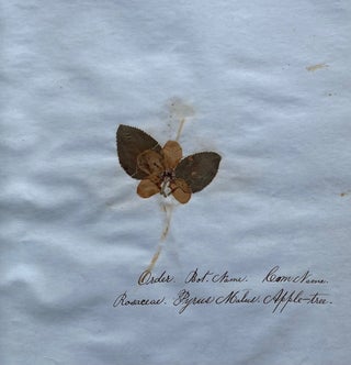 19th CENTURY HERBARIUM - PRESSED PLANT SPECIMANS SCRAPBOOK