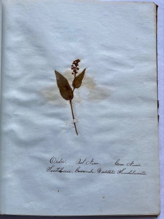 19th CENTURY HERBARIUM - PRESSED PLANT SPECIMANS SCRAPBOOK