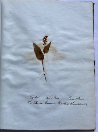19th CENTURY HERBARIUM - PRESSED PLANT SPECIMANS SCRAPBOOK