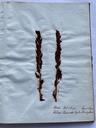 19th CENTURY HERBARIUM - PRESSED PLANT SPECIMANS SCRAPBOOK