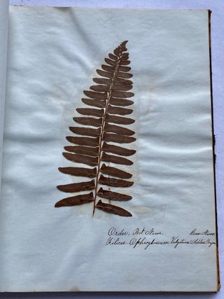 19th CENTURY HERBARIUM - PRESSED PLANT SPECIMANS SCRAPBOOK