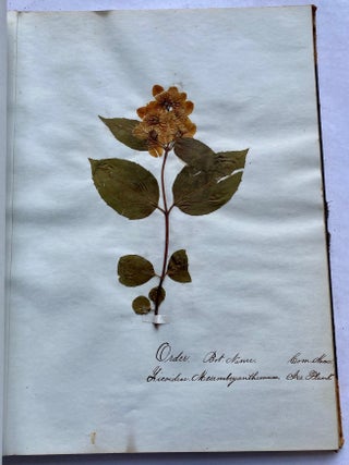 19th CENTURY HERBARIUM - PRESSED PLANT SPECIMANS SCRAPBOOK
