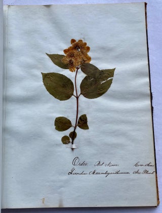 19th CENTURY HERBARIUM - PRESSED PLANT SPECIMANS SCRAPBOOK