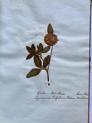 19th CENTURY HERBARIUM - PRESSED PLANT SPECIMANS SCRAPBOOK