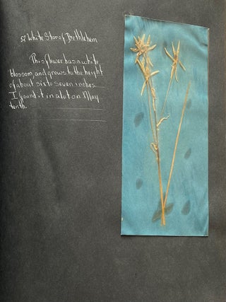 WILD FLOWER HERBARIUM SCRAPBOOK c. 1950