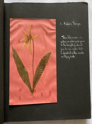 WILD FLOWER HERBARIUM SCRAPBOOK c. 1950