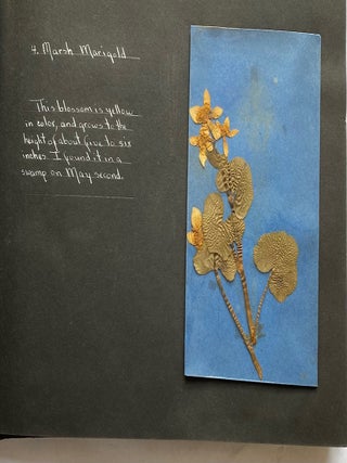 WILD FLOWER HERBARIUM SCRAPBOOK c. 1950