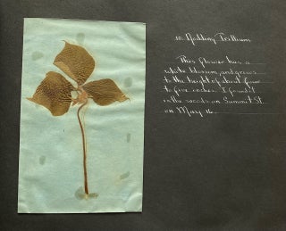 WILD FLOWER HERBARIUM SCRAPBOOK c. 1950