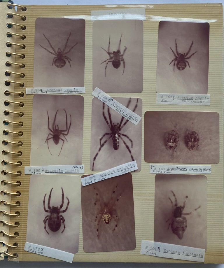 Item #733 SPIDERS! c. 1970 PHOTO ALBUM of IDENTIFIED ARACHNIDS