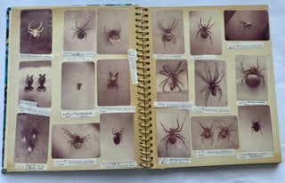 SPIDERS! c. 1970 PHOTO ALBUM of IDENTIFIED ARACHNIDS