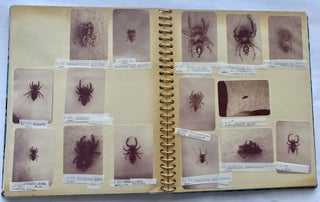 SPIDERS! c. 1970 PHOTO ALBUM of IDENTIFIED ARACHNIDS