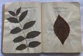 FOLK ART HERBARIUM TREES & FERNS of NYC - HOMEMADE SCRAPBOOK