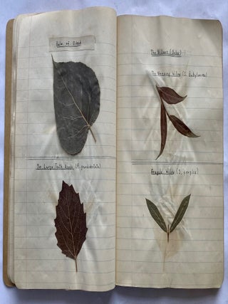 FOLK ART HERBARIUM TREES & FERNS of NYC - HOMEMADE SCRAPBOOK