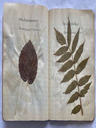 FOLK ART HERBARIUM TREES & FERNS of NYC - HOMEMADE SCRAPBOOK