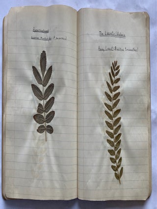 FOLK ART HERBARIUM TREES & FERNS of NYC - HOMEMADE SCRAPBOOK