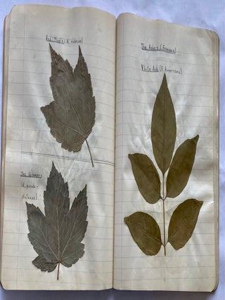 FOLK ART HERBARIUM TREES & FERNS of NYC - HOMEMADE SCRAPBOOK