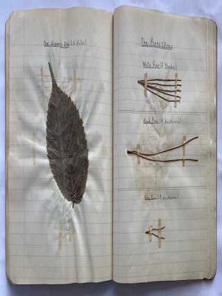 FOLK ART HERBARIUM TREES & FERNS of NYC - HOMEMADE SCRAPBOOK