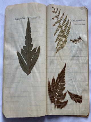 FOLK ART HERBARIUM TREES & FERNS of NYC - HOMEMADE SCRAPBOOK