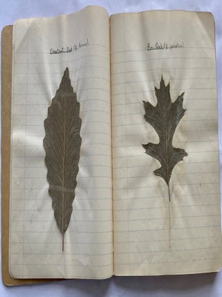 FOLK ART HERBARIUM TREES & FERNS of NYC - HOMEMADE SCRAPBOOK