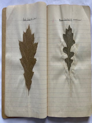 FOLK ART HERBARIUM TREES & FERNS of NYC - HOMEMADE SCRAPBOOK