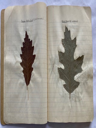 FOLK ART HERBARIUM TREES & FERNS of NYC - HOMEMADE SCRAPBOOK