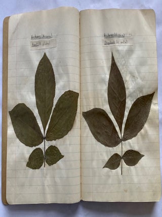 FOLK ART HERBARIUM TREES & FERNS of NYC - HOMEMADE SCRAPBOOK