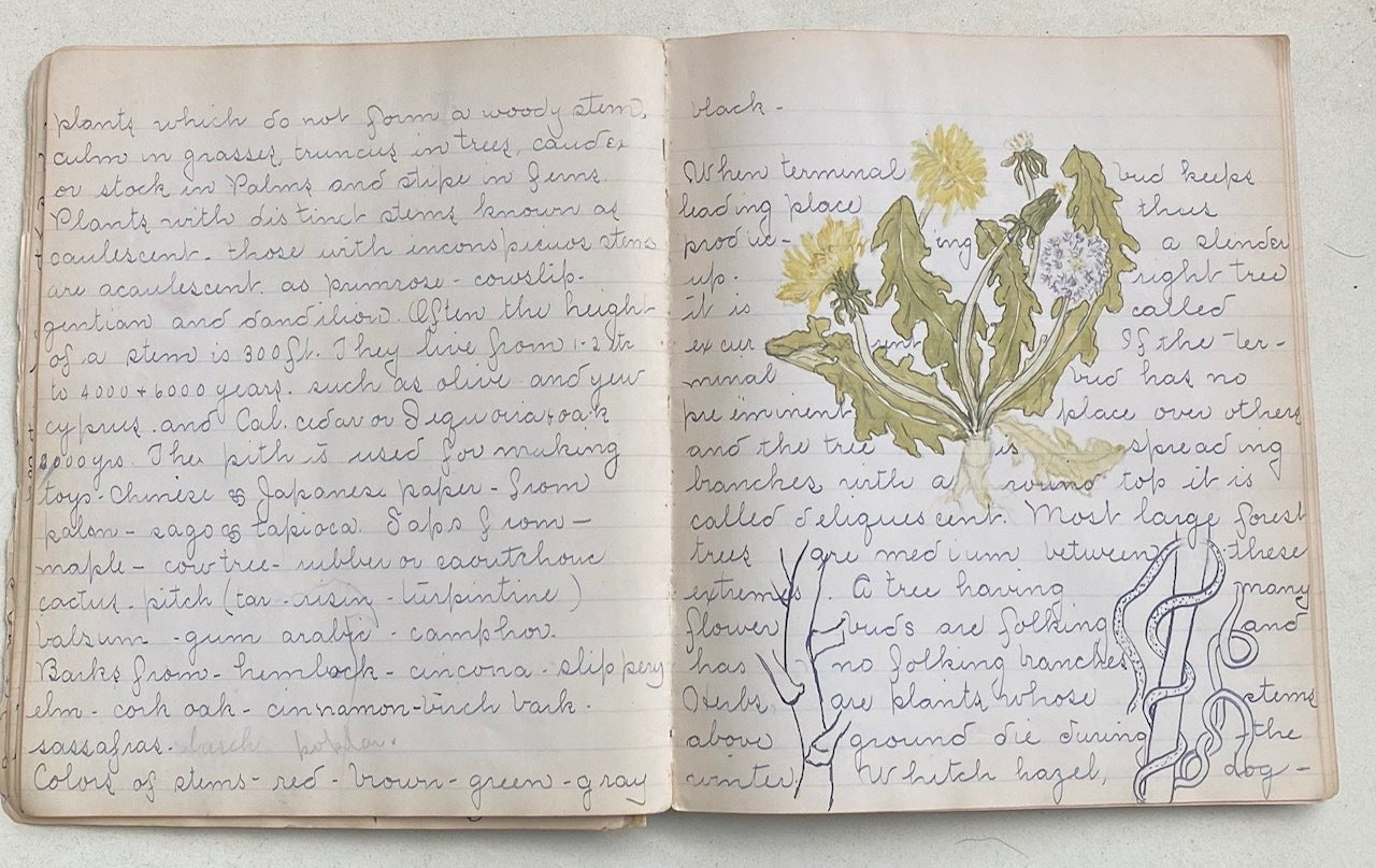 Notes 1900s EARLY 1900s NOTEBOOK WITH COLOR PLANT SKETCHES