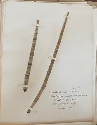 1899-1905 HERBARIUM and ART HISTORY PAPER - NEW JERSEY