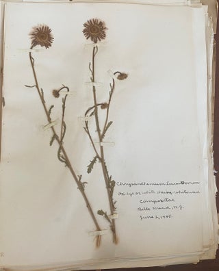 1899-1905 HERBARIUM and ART HISTORY PAPER - NEW JERSEY