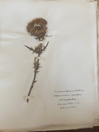 1899-1905 HERBARIUM and ART HISTORY PAPER - NEW JERSEY