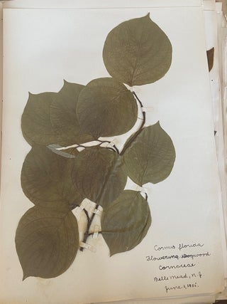 1899-1905 HERBARIUM and ART HISTORY PAPER - NEW JERSEY
