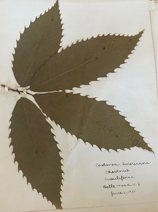 1899-1905 HERBARIUM and ART HISTORY PAPER - NEW JERSEY