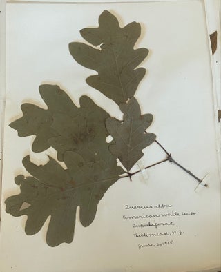 1899-1905 HERBARIUM and ART HISTORY PAPER - NEW JERSEY