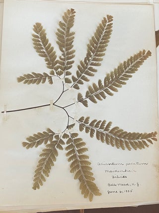 1899-1905 HERBARIUM and ART HISTORY PAPER - NEW JERSEY