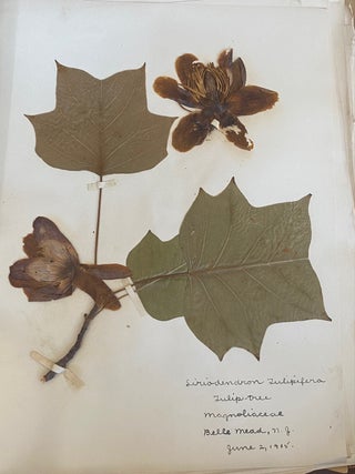 1899-1905 HERBARIUM and ART HISTORY PAPER - NEW JERSEY