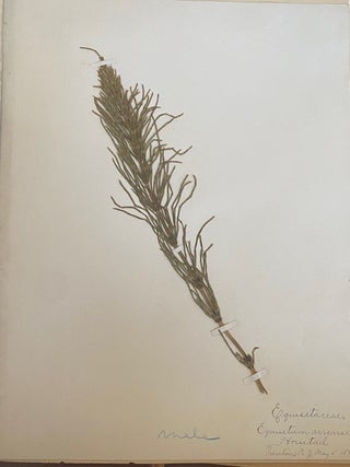 1899-1905 HERBARIUM and ART HISTORY PAPER - NEW JERSEY