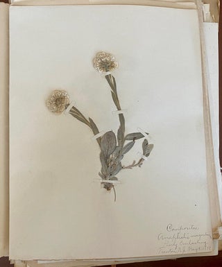 1899-1905 HERBARIUM and ART HISTORY PAPER - NEW JERSEY